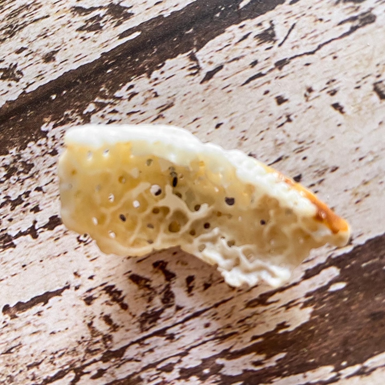 Petit débris de coquillage dentelé