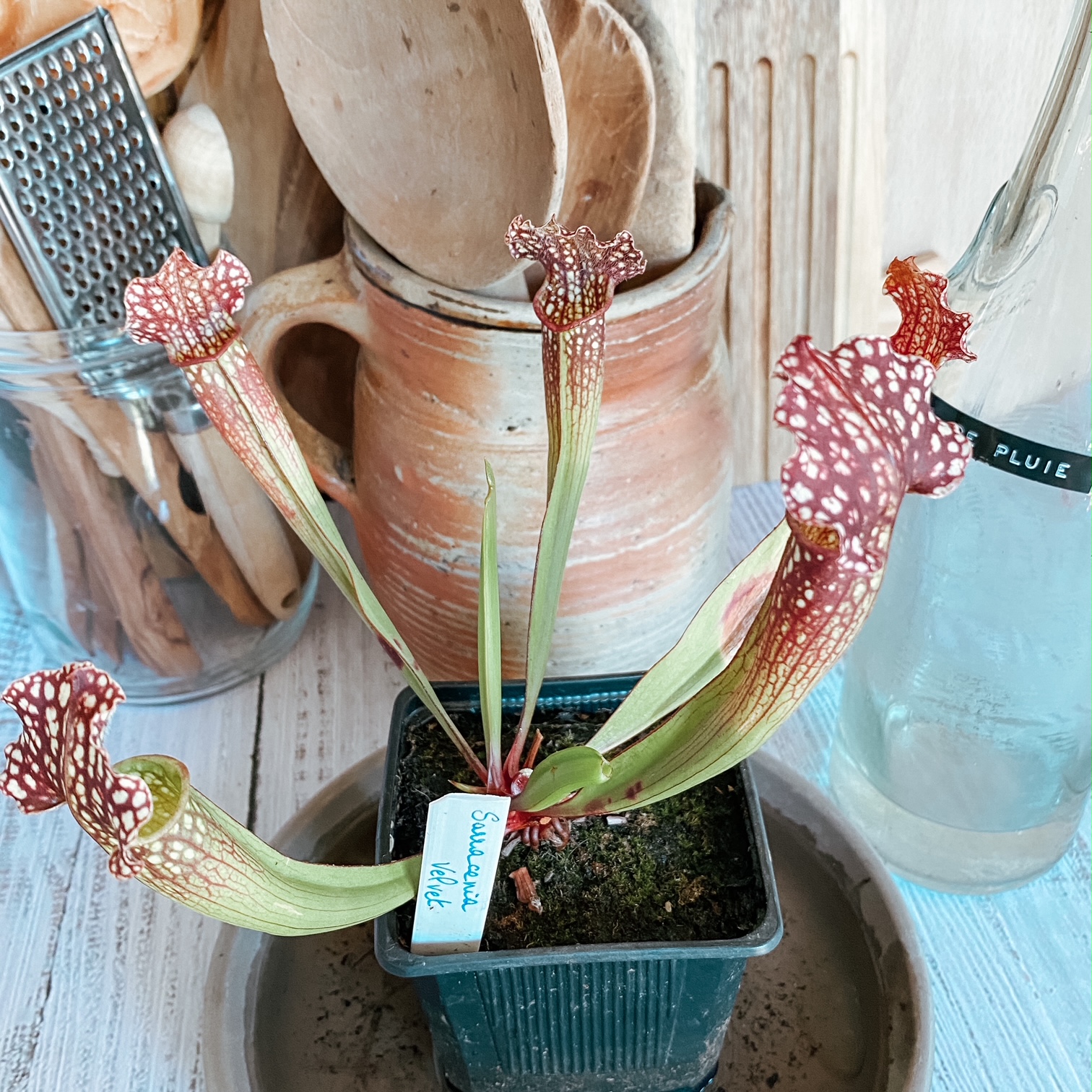 Nouvelle pensionnaire