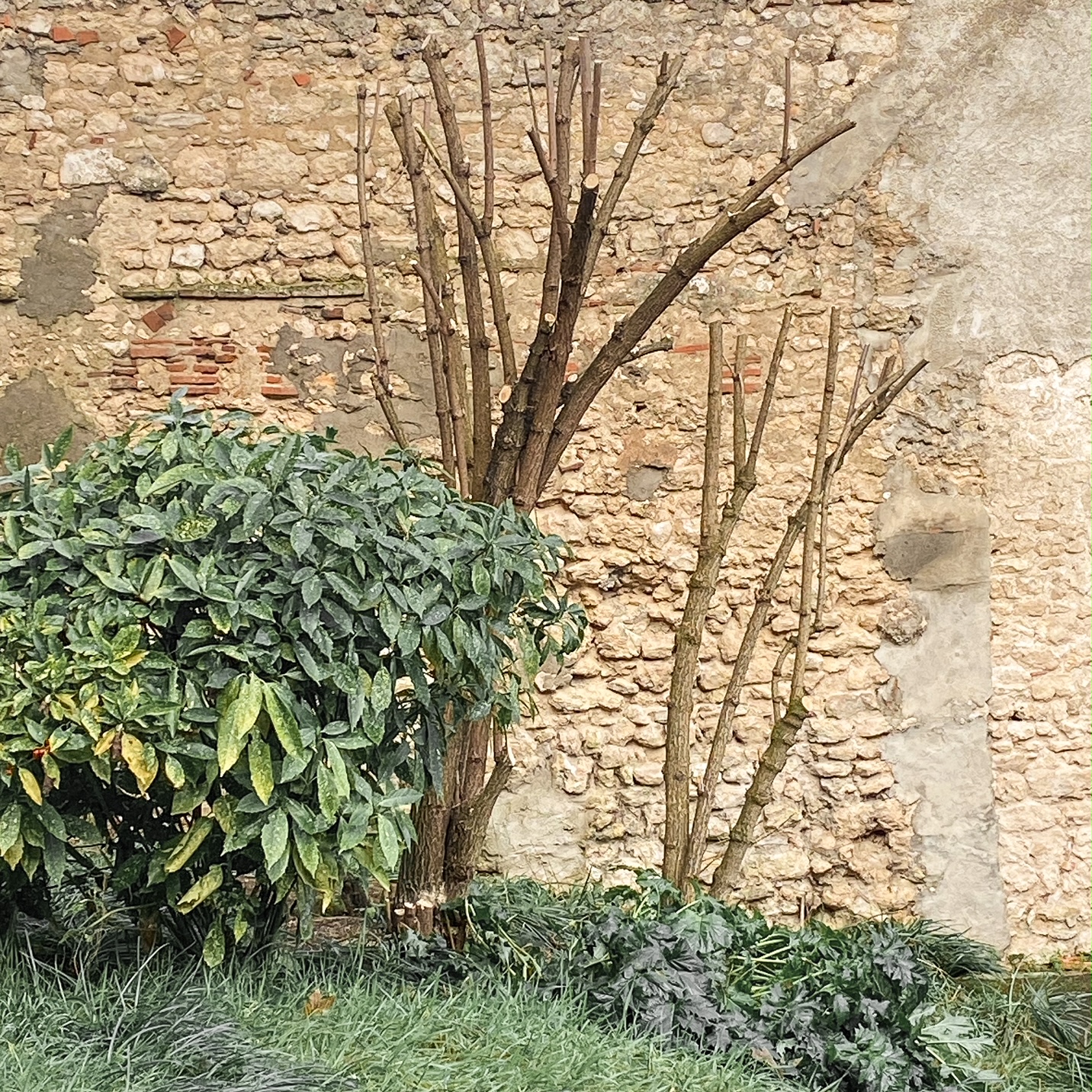 Le sureau ratiboisé