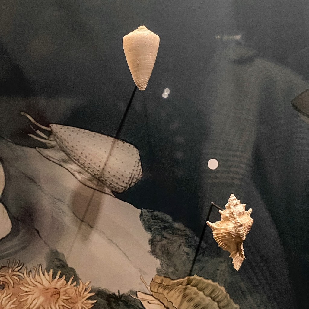 Visite au MOBE (Muséum d&rsquo;Orléans pour la Biodiversité et l&rsquo;Environnement)