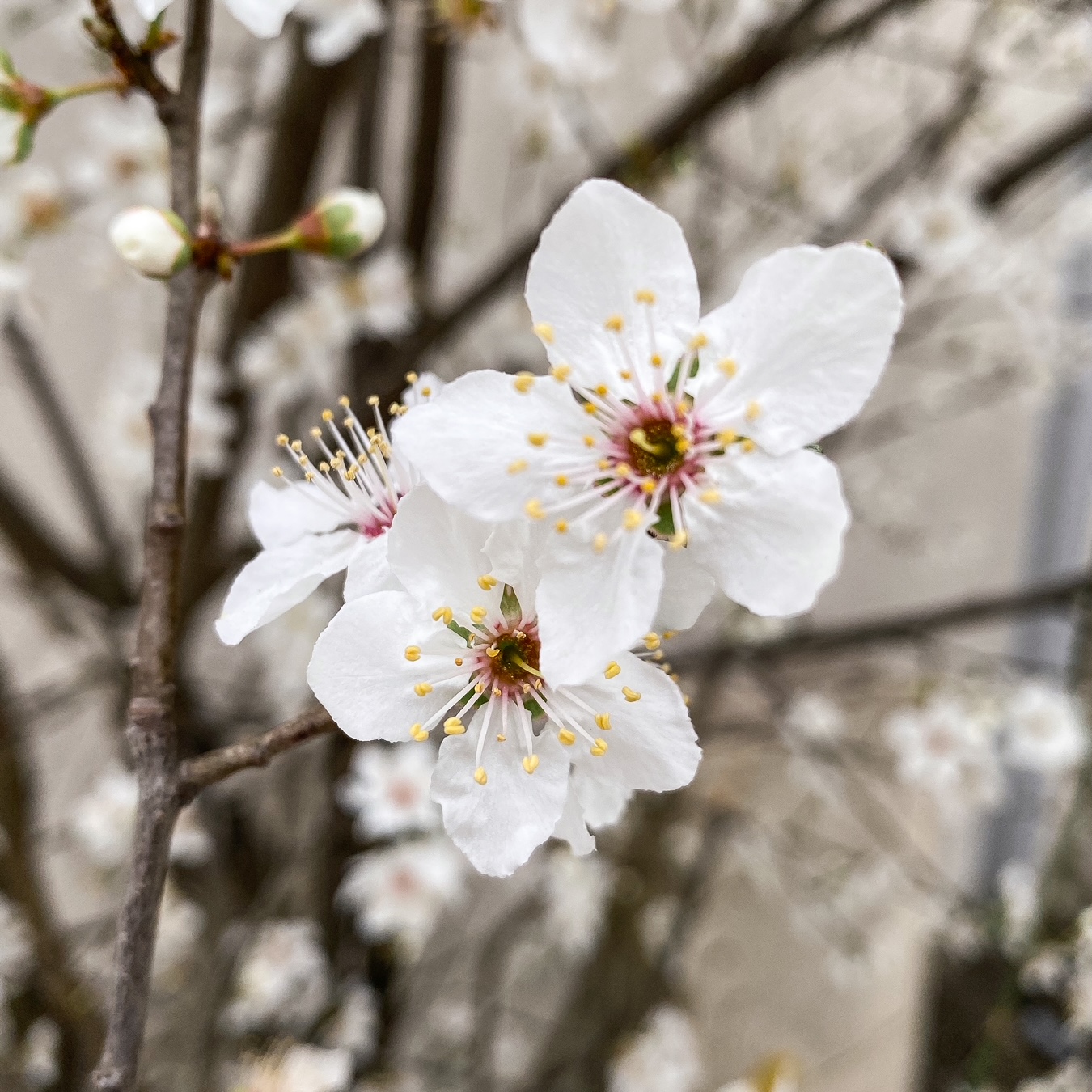 Excitation printanière