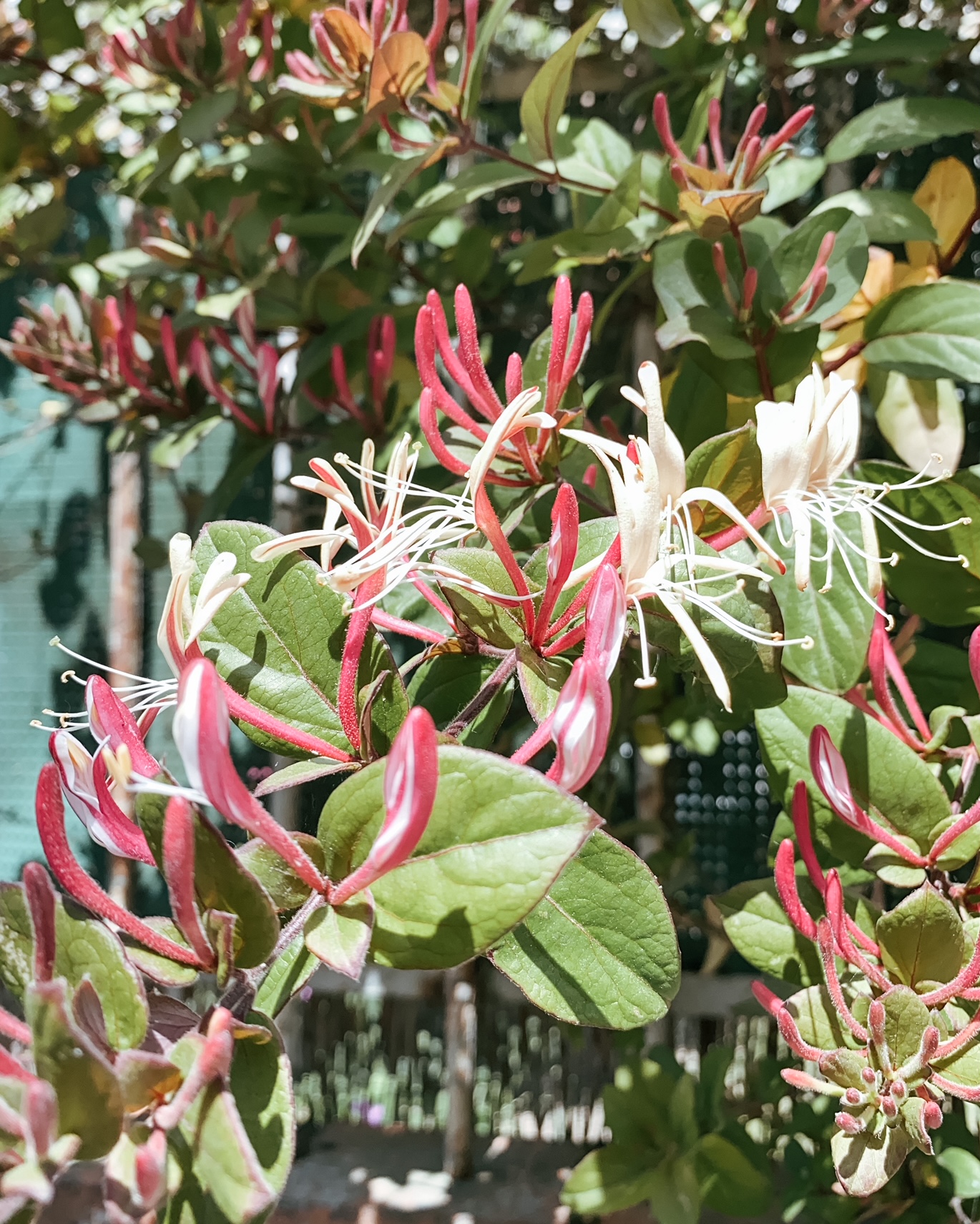 vibrer comme une immense lyre