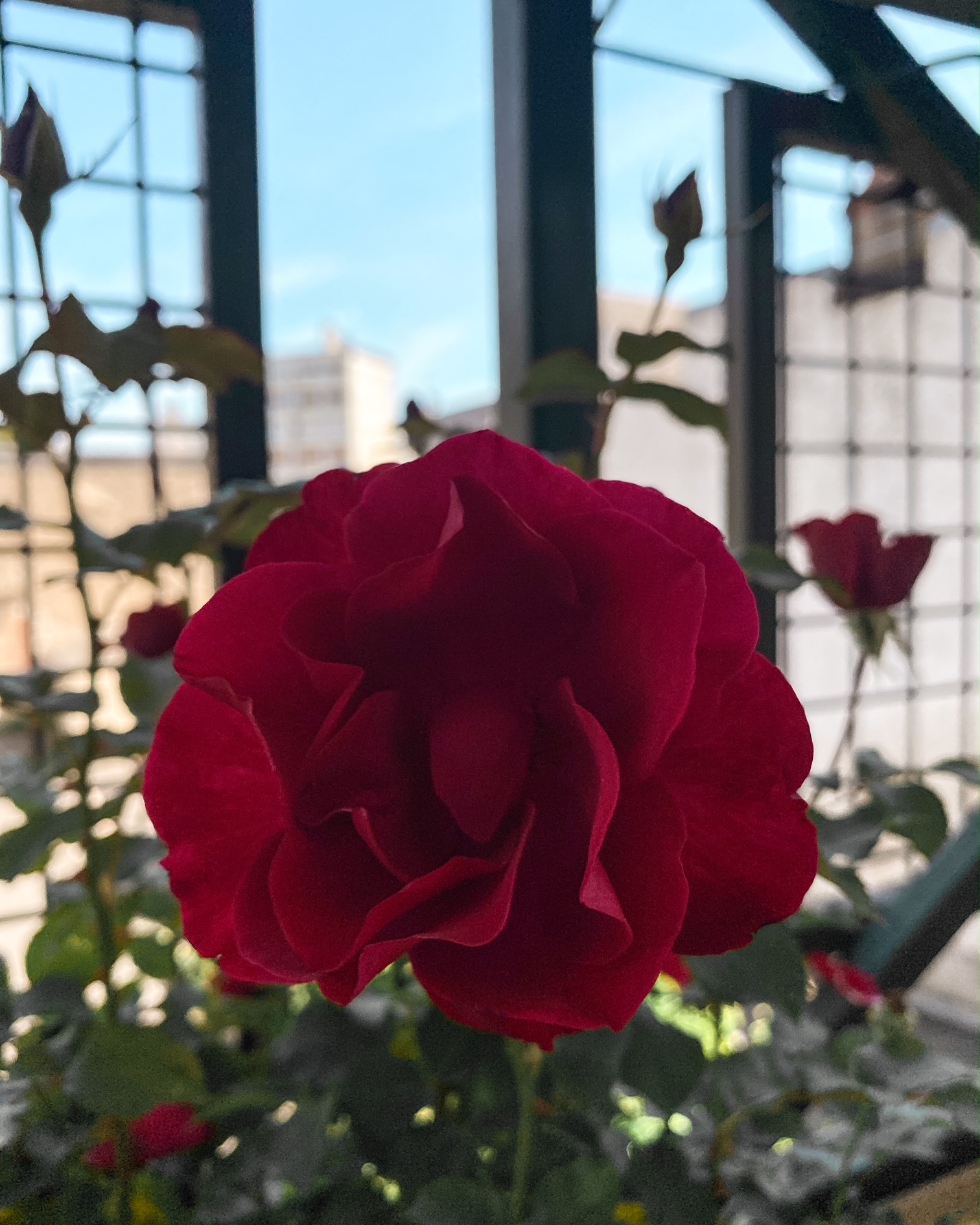 Gros plan sur une rose rouge
