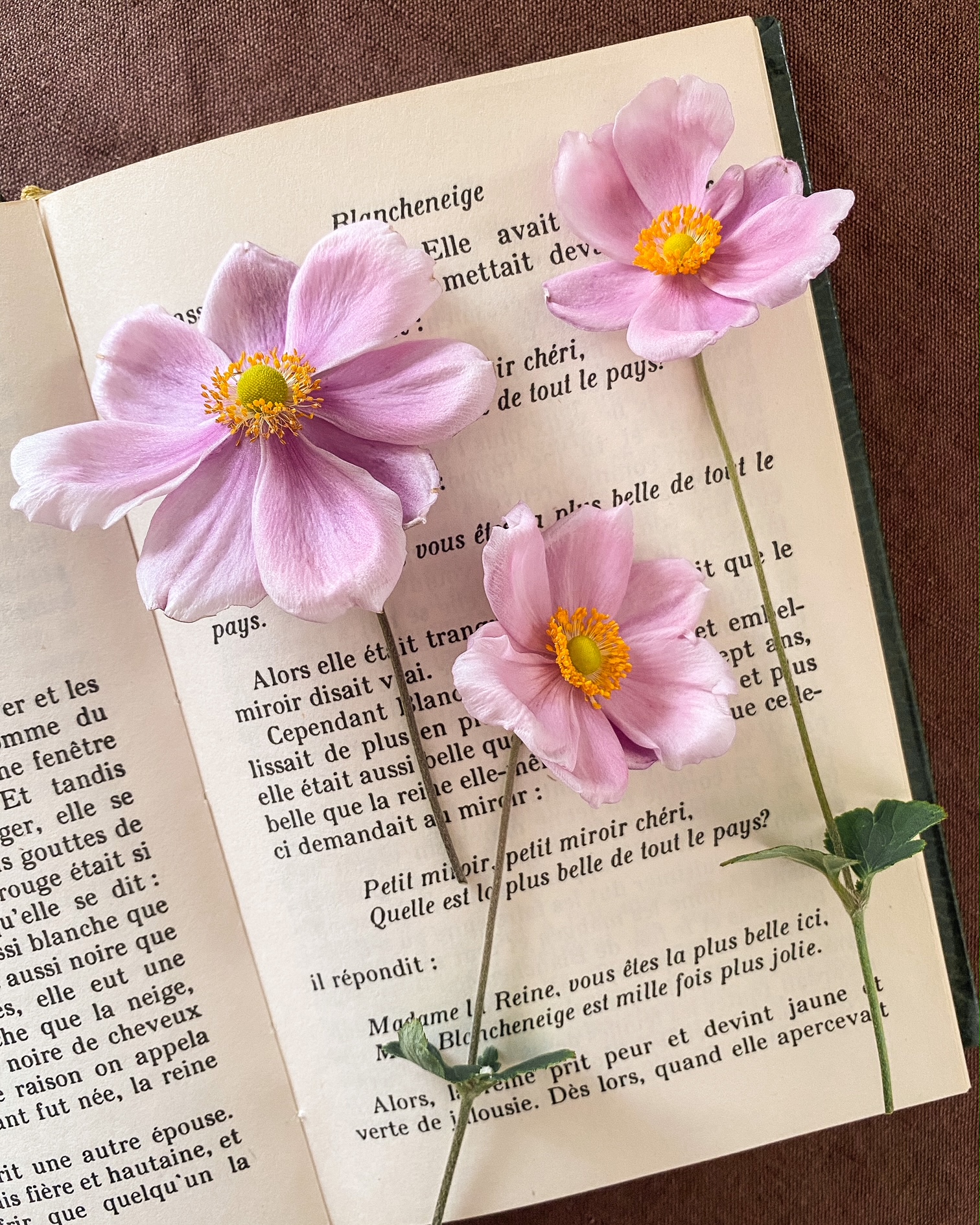 3 anémones roses posées sur les pages d'un livre