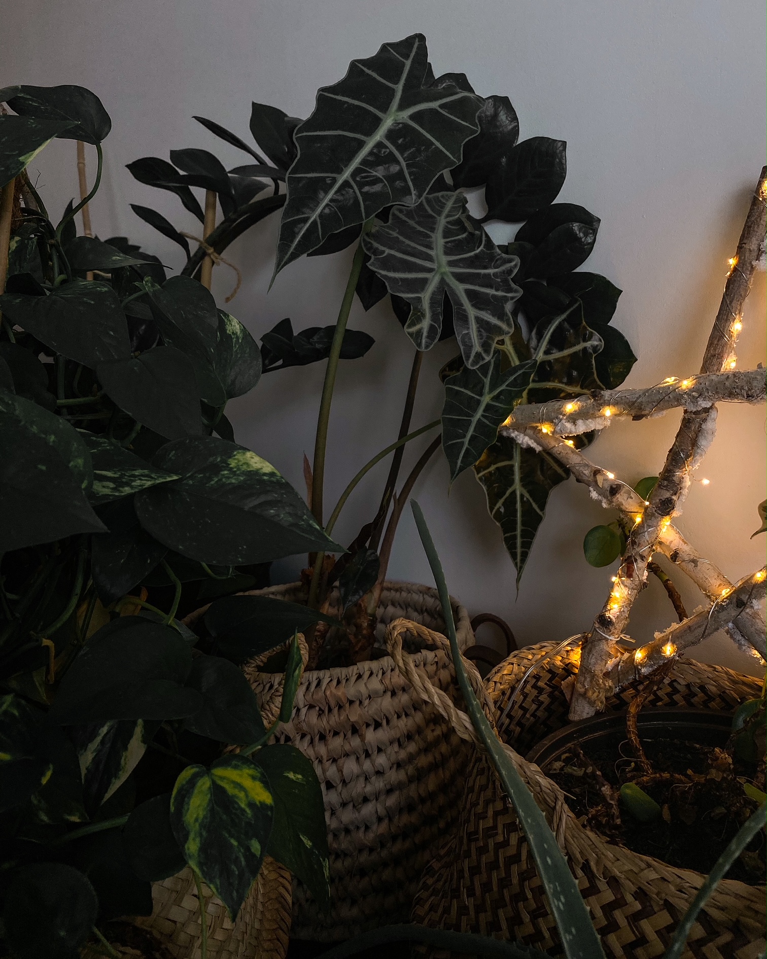 Une étoiles à 5 branches lumineuse au milieu de plantes