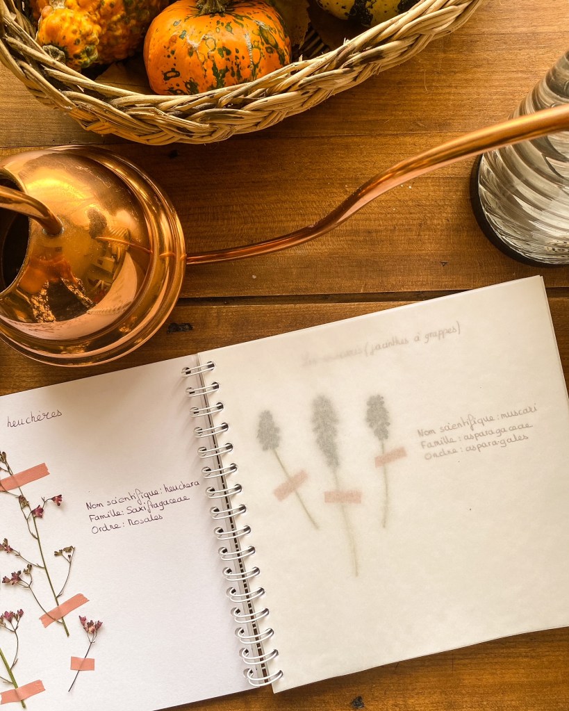 Pages ouvertes d'un herbier