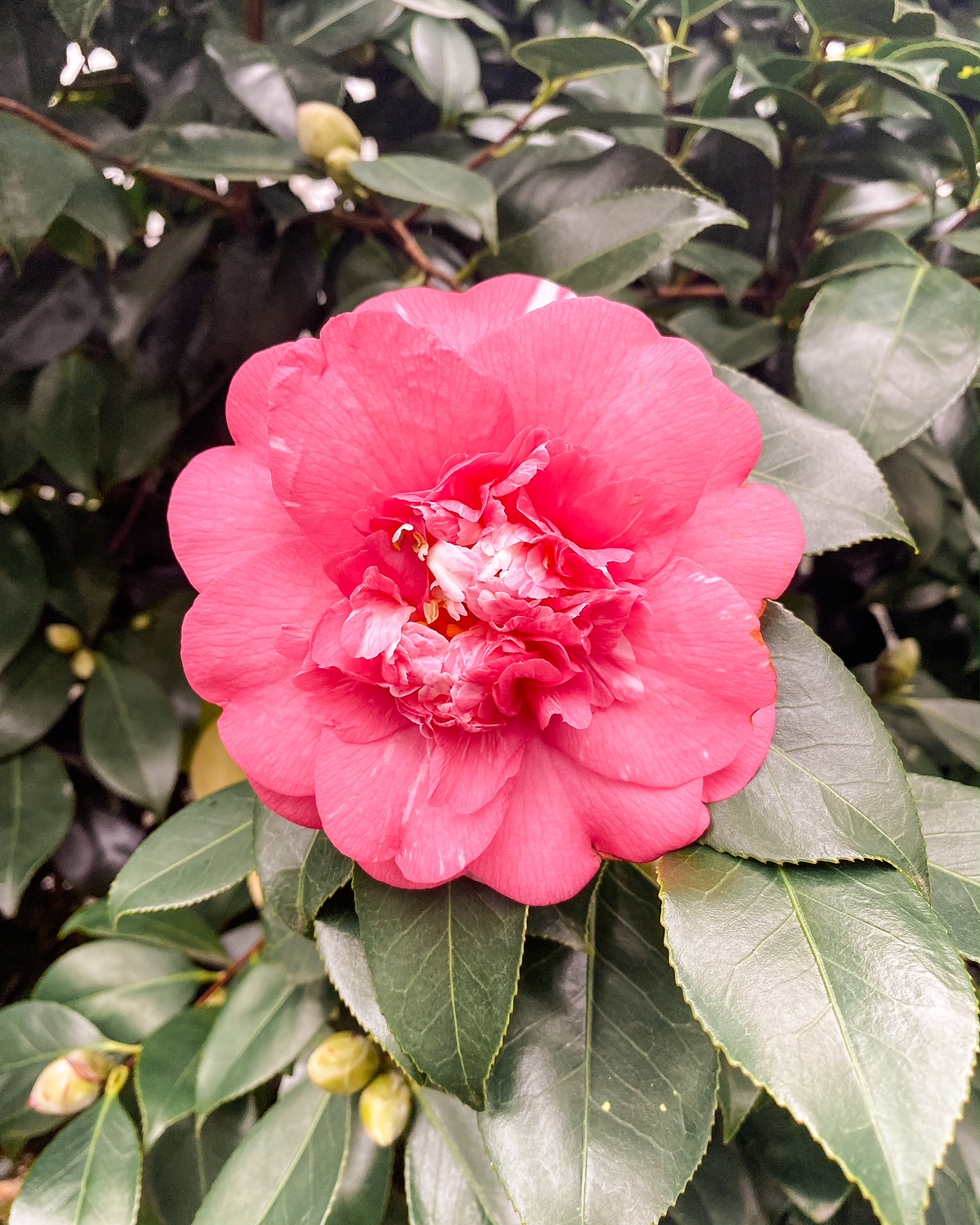 Le fleurissement des camélias