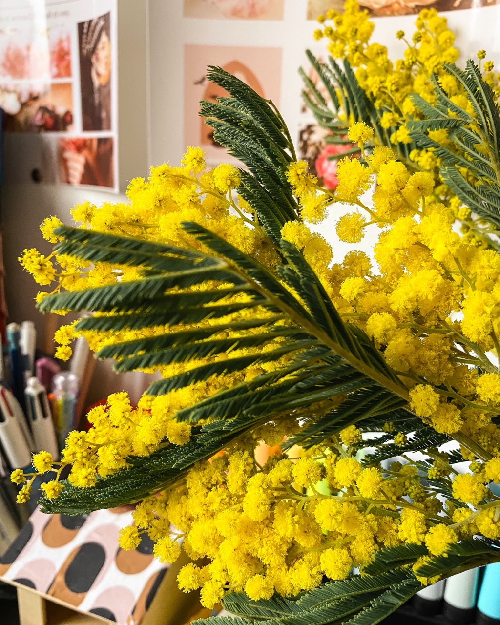 La saison du&nbsp;mimosa