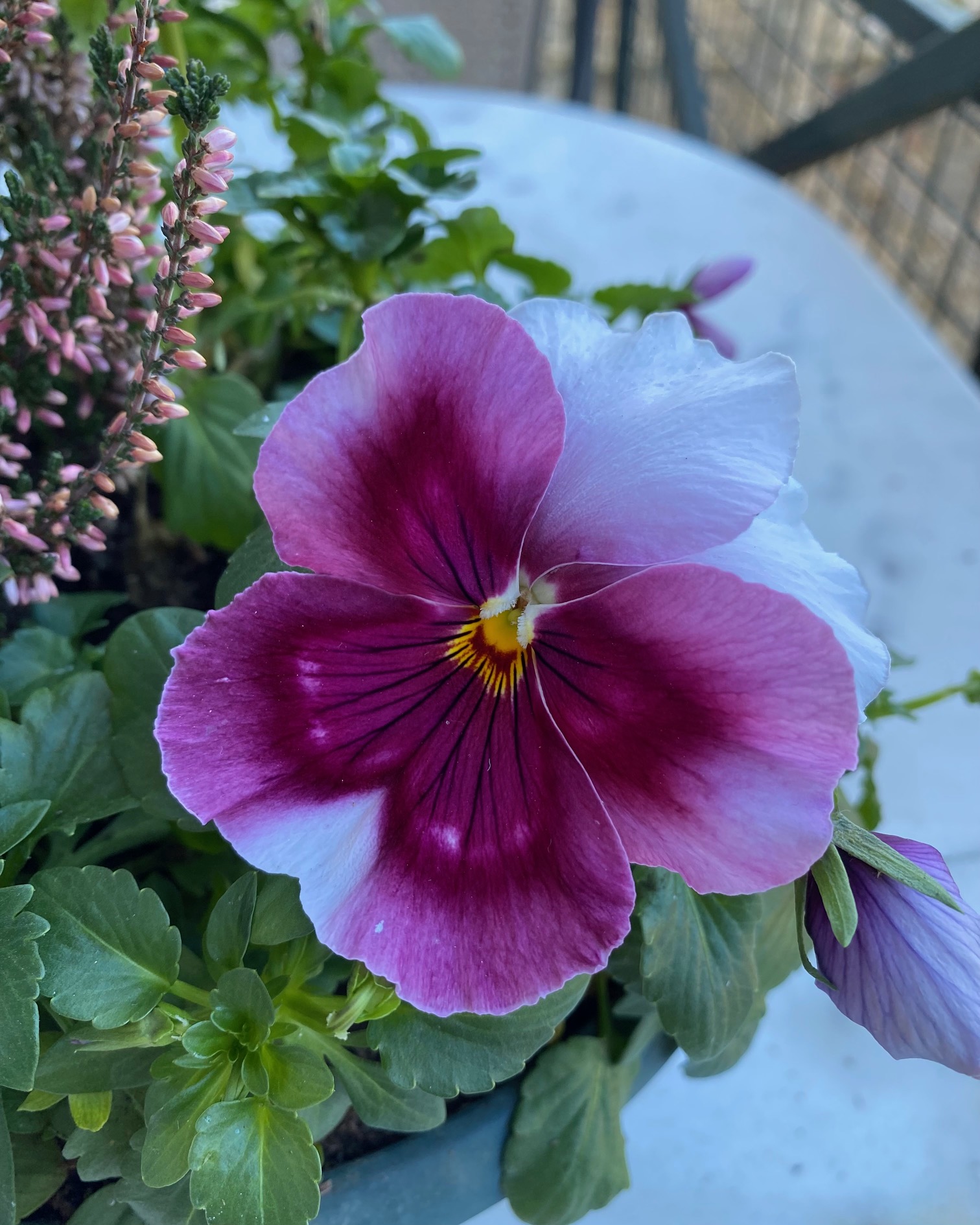 En attendant le printemps