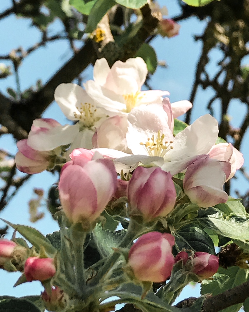 Et vive le printemps !