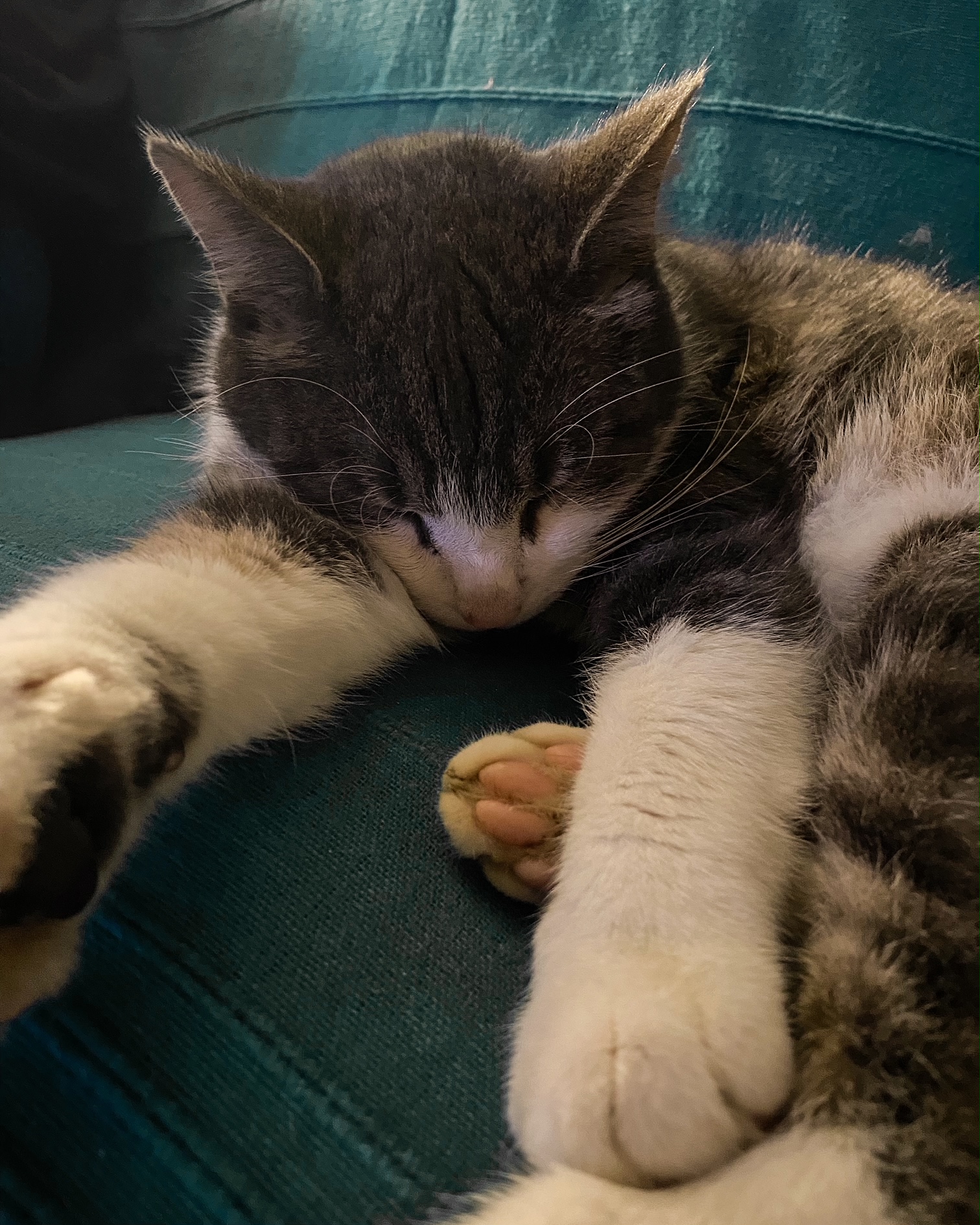 Heureux comme un chat