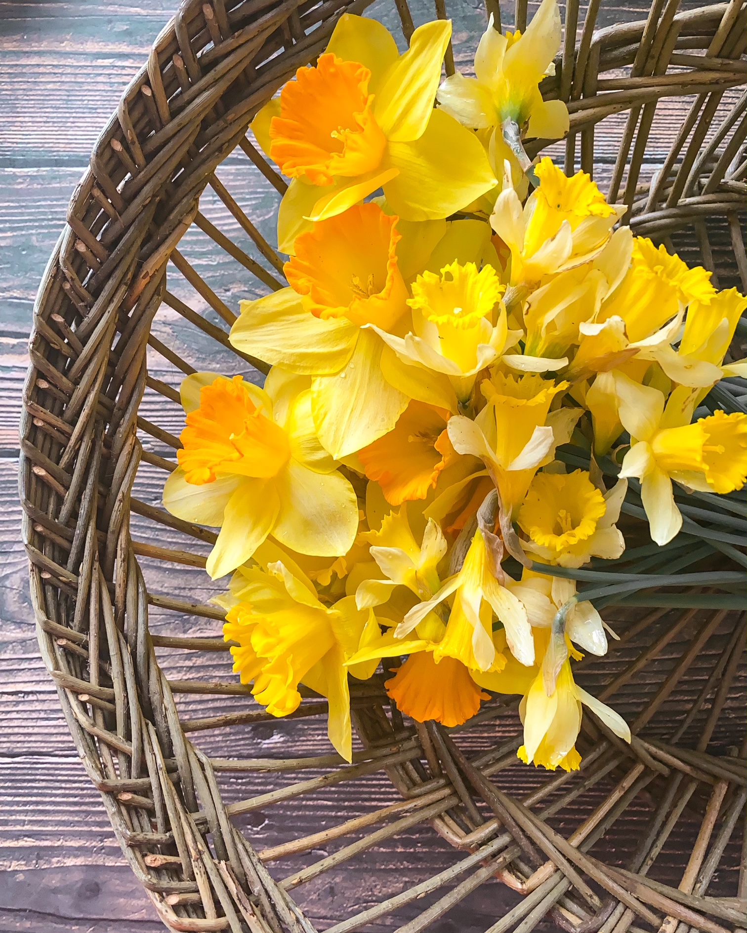 Une brassée de jonquilles