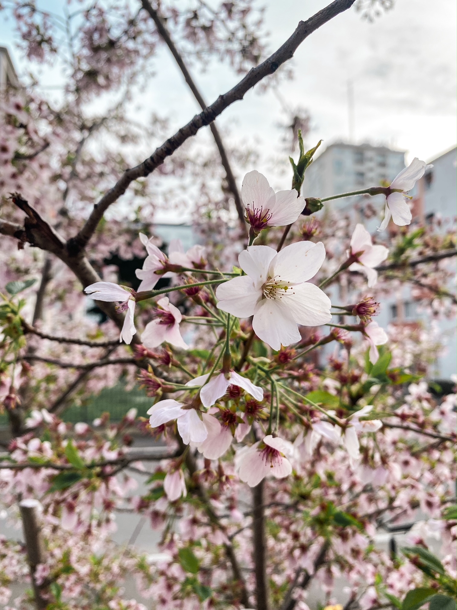 Et vive le printemps !