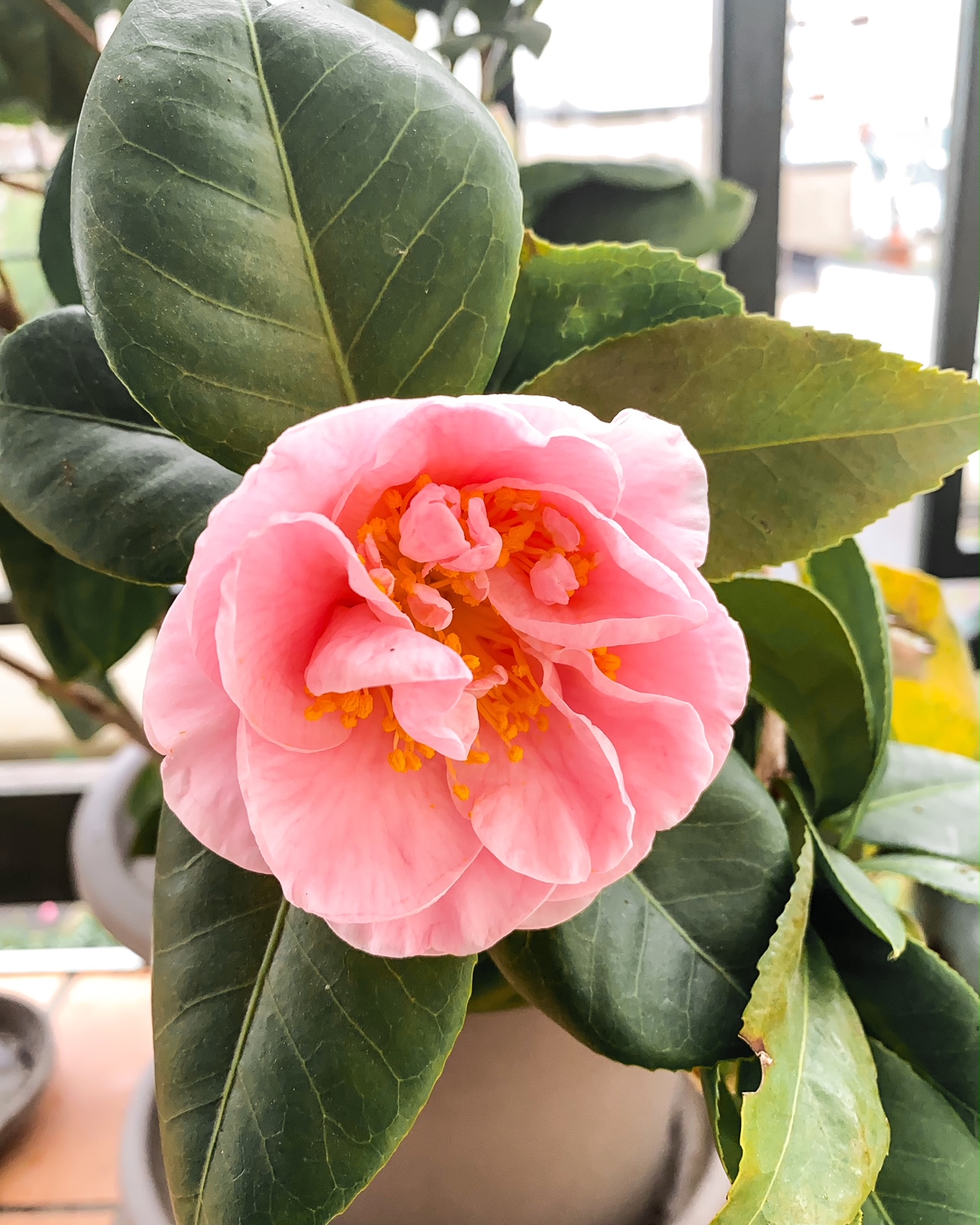 Camélia enfin fleuri