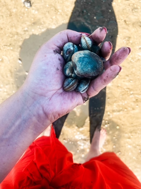 La pêche aux palourdes