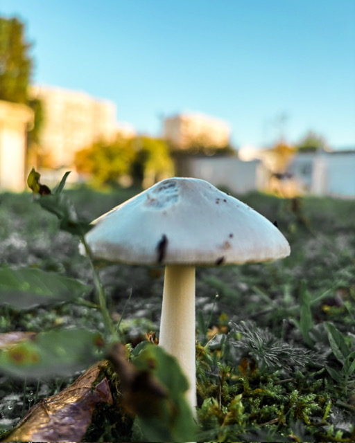 Gros plan d'un champignon blanc se détachant sur le ciel bleu, immeubles au loin