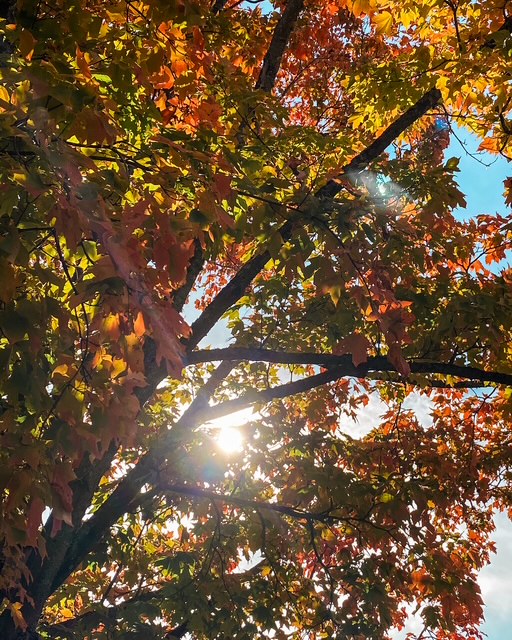 5 raisons d&rsquo;aimer&nbsp;l&rsquo;automne