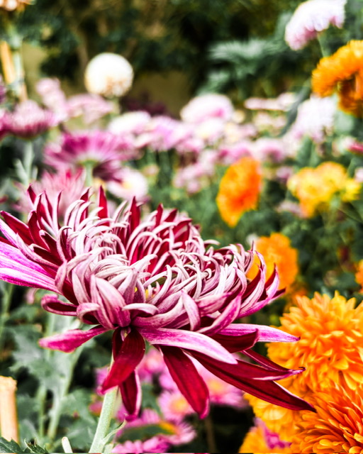 Promenade au jardin des plantes