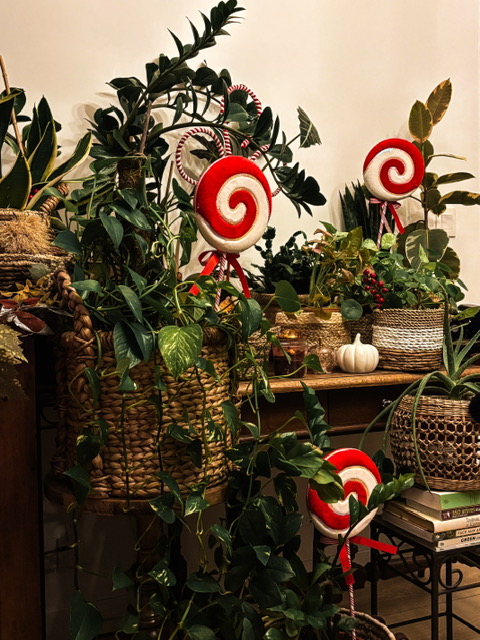 Plantes, décorations de Noël en forme de sucettes rouges et blanches