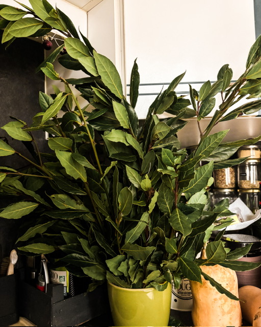 Gros bouquet de laurier dans un pot