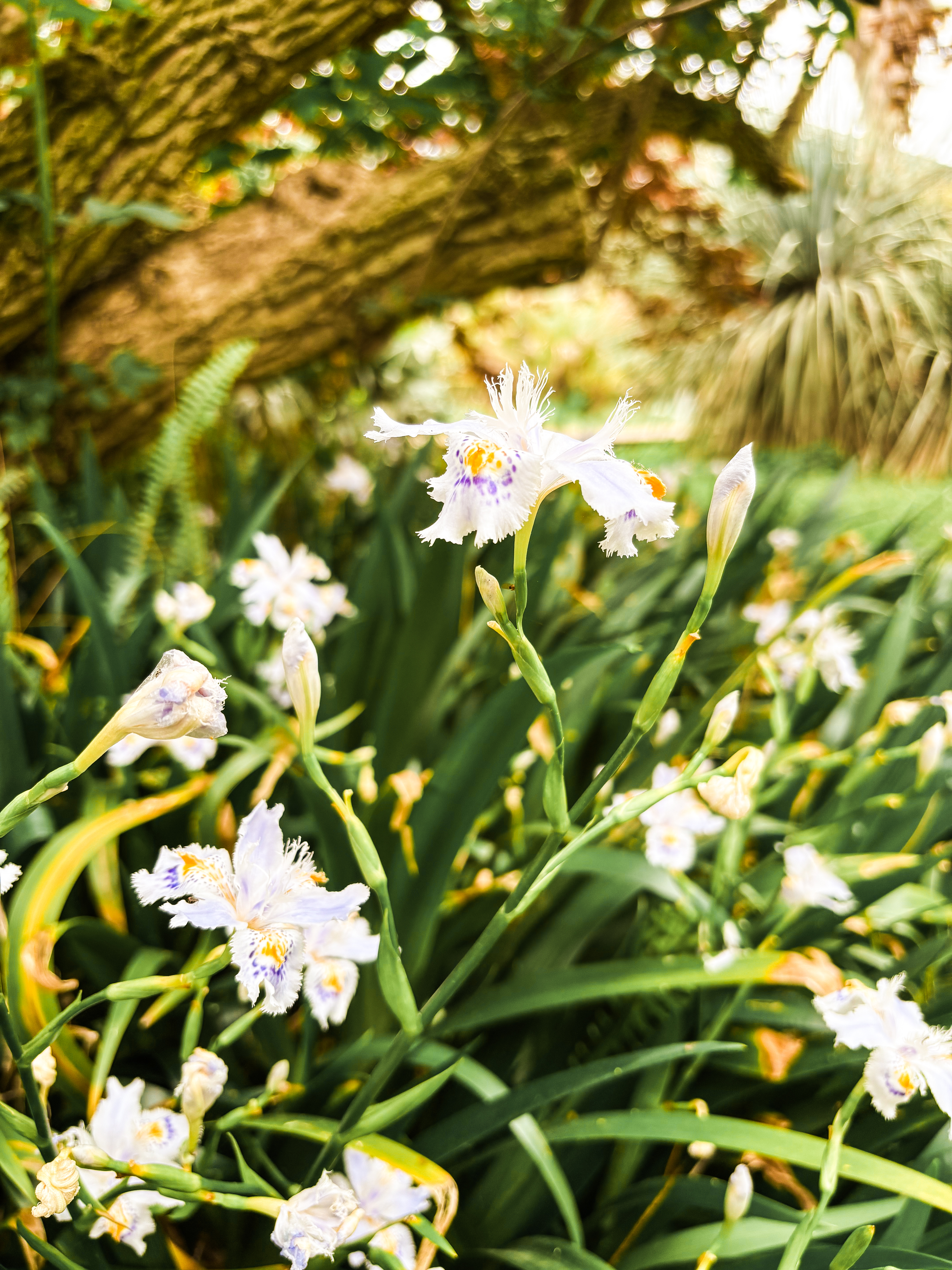Jardin des Capellans