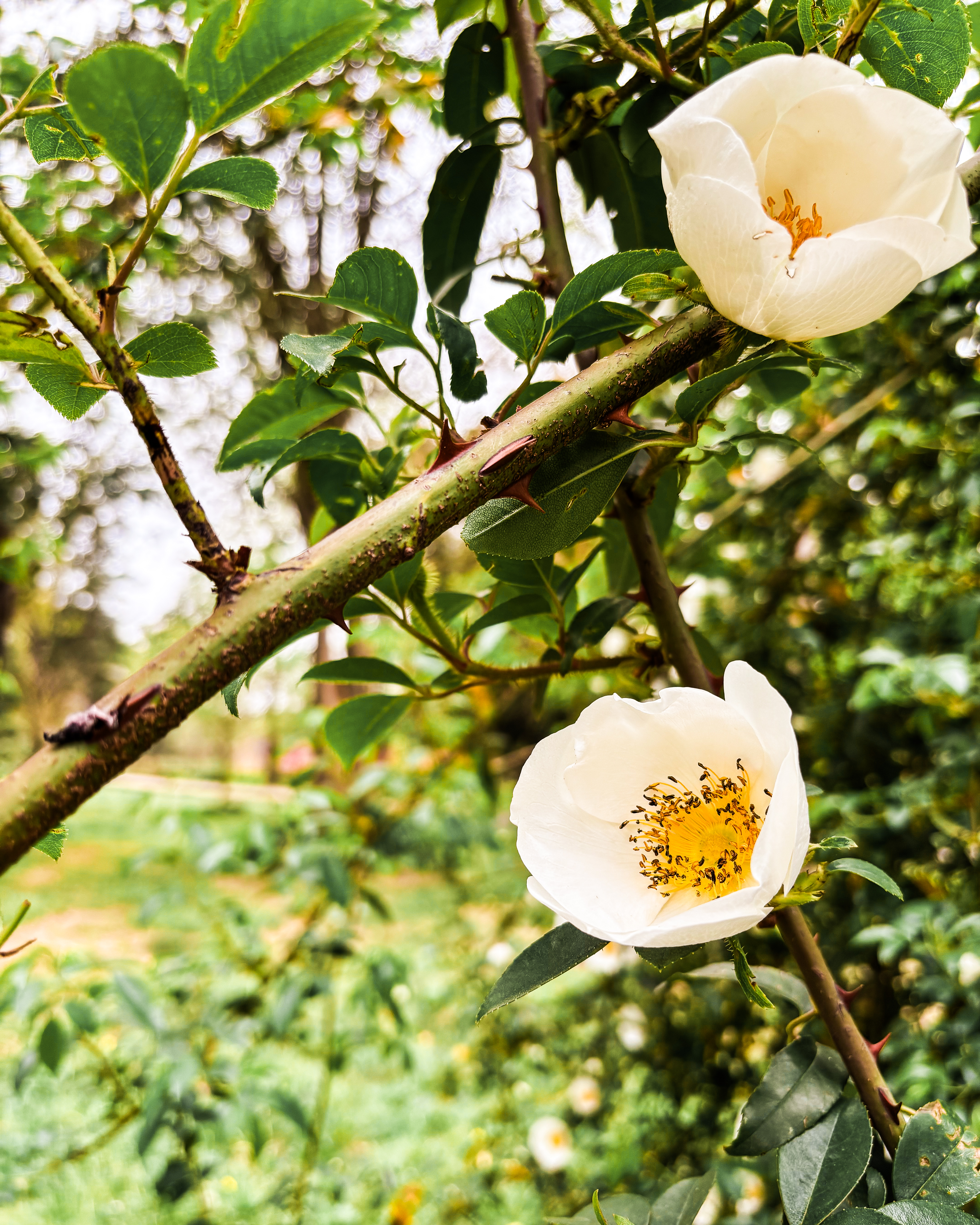 Jardin des Capellans