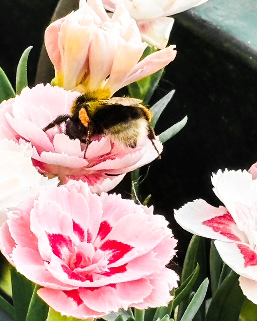 Le goût de&nbsp;l&rsquo;été