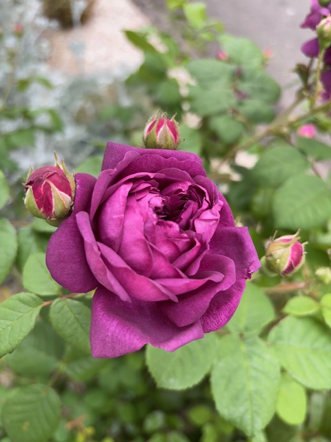 Photographier les fleurs