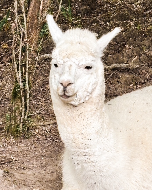 Croiser un alpaga