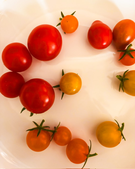Les petites tomates du jardin ont bien mûri