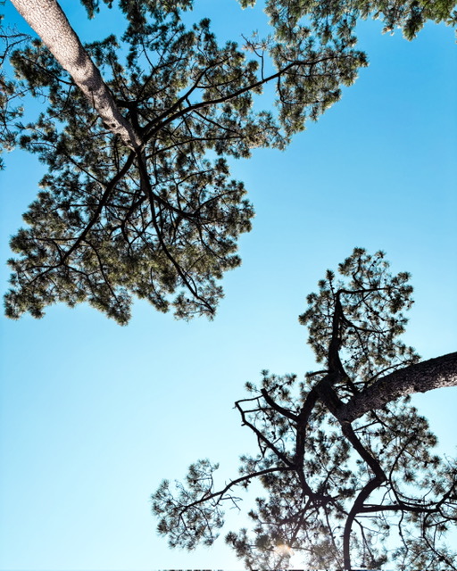 En pique-nique sous les arbres