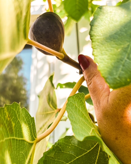 Les meilleures figues