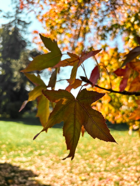 Promenade au Jardin des plantes