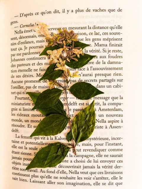 Des fleurs dans un livre