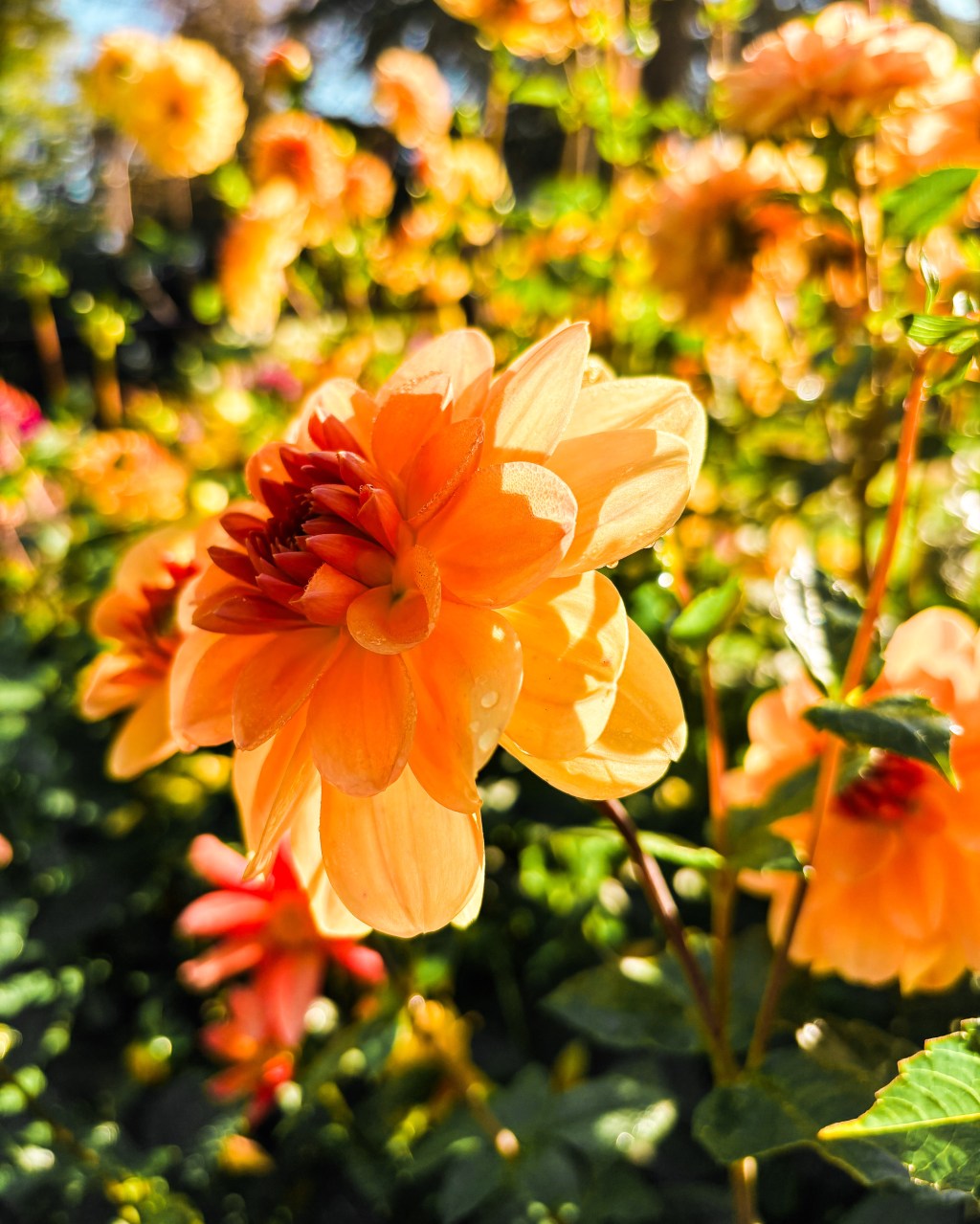 Petite philosophie des&nbsp;fleurs