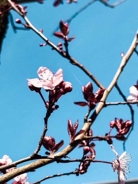Quand le printemps&nbsp;revient