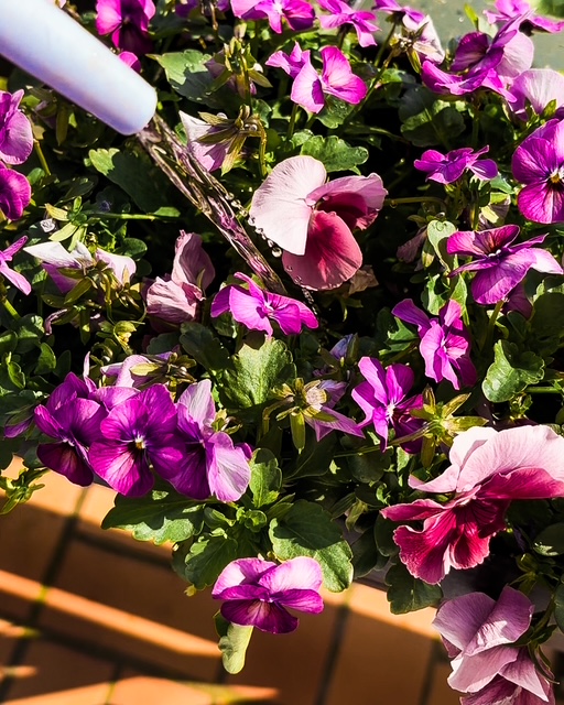 Ce qui a survécu à&nbsp;l&rsquo;hiver