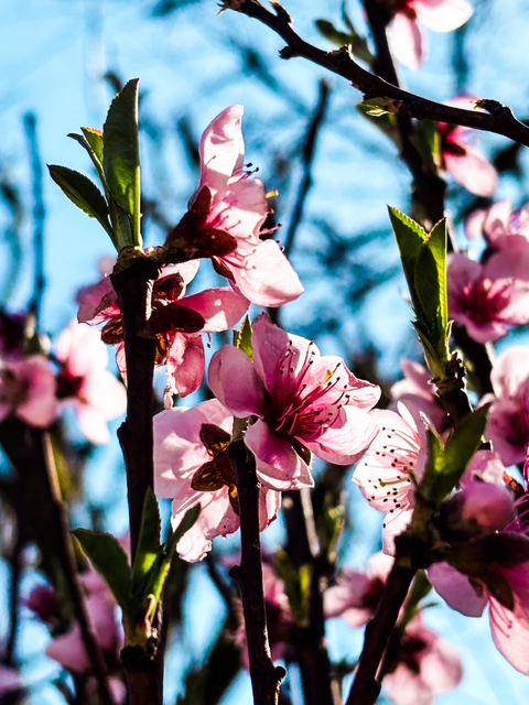 Tout m’émeut, tout me plaît, une extase me noie